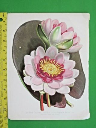 4 Large Color Lithographs.  Lady Slipper,  Etc.  From Paxton.  S Flower Garden,  1882