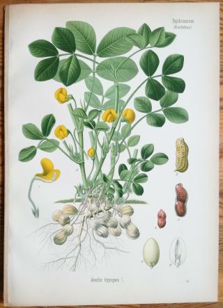 Koehler: Large Print Medicinal Plants Peanut 1887