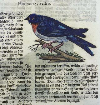 1669 Swallows - Gesner Folio - 3 Woodcuts Handcolored