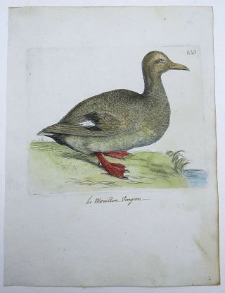 1794 Tufted Duck - Rémi Willemet Ornithologie Engraving Fine Hand Color