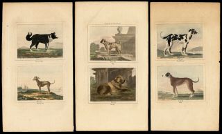 Three (3) 1808 Hand Colored Engravings Of Dogs,  From Buffon Natural History