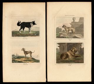 Three (3) 1808 Hand Colored Engravings of Dogs,  From Buffon Natural History 2