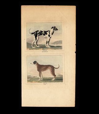 Three (3) 1808 Hand Colored Engravings of Dogs,  From Buffon Natural History 4