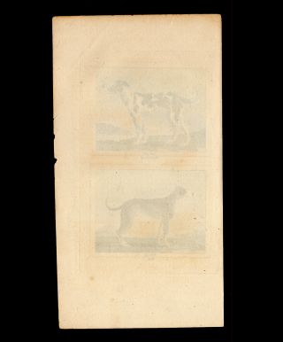 Three (3) 1808 Hand Colored Engravings of Dogs,  From Buffon Natural History 5