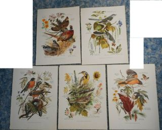 5 Vtg Birds & Flowers 1950 - 60 