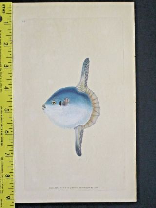 Sun Fish,  Tetrodon Mola,  Masterful Handc.  Fish,  Donovan 