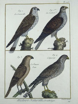 1790 Folio Bonnaterre - Birds Of Prey Falcons - Fine Hand Colored Engraving