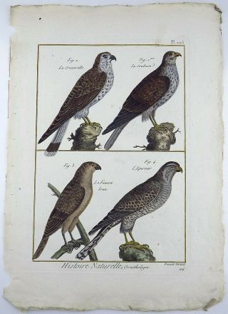 1790 FOLIO Bonnaterre - BIRDS OF PREY Falcons - fine hand colored engraving 2