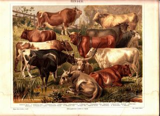 Ca 1890 Cattle,  Cows,  Bovine,  Bulls,  Animals Antique Chromolithograph Print