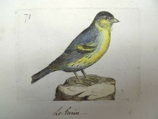 1794 Siskin - Rémi Willemet Ornithologie Engraving In Fine Hand Color