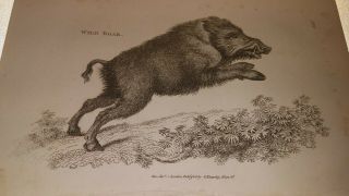 Shaw.  Rare - 1801 - Copper Engraved.  Antique Print.  Wild Boar - Mammalia