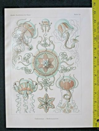 Ernst Haeckel,  Trachomedusae,  Jellyfishes,  Art Forms In Nature,  C.  1924