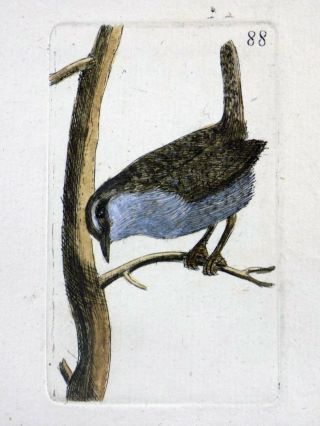 1794 Goldcrest - Rémi Willemet Ornithologie Engraving Fine Hand Color