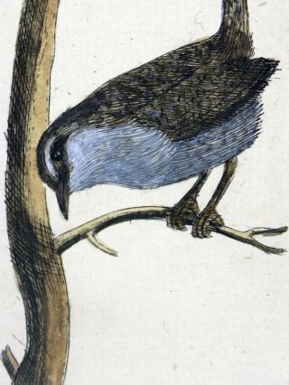 1794 GOLDCREST - Rémi WILLEMET Ornithologie engraving fine hand color 2
