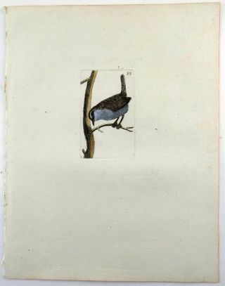1794 GOLDCREST - Rémi WILLEMET Ornithologie engraving fine hand color 3