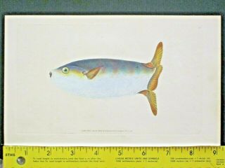 Truncated Sunfish,  Tetrodon Truncatus,  Masterful Hdc.  Fish,  Donovan 