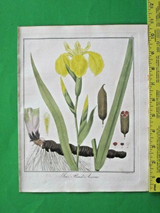 Hayne,  Getreue Darstellung,  Yellow Iris,  Iris Pseud - Acorus,  Handcol.  Engrav.  1833
