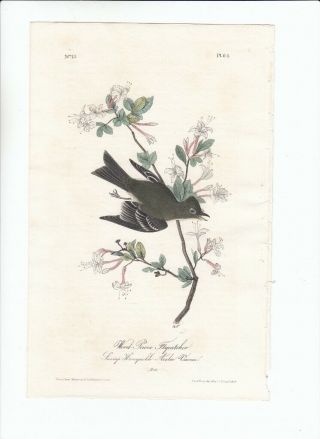 Audubon 8vo Birds Of America 1st Ed Print 1840: Wood Pewee Flycatcher.  64