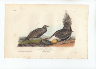 Audubon 8vo Birds Of America 1st Ed Print 1840: Cock Of The Plains.  297
