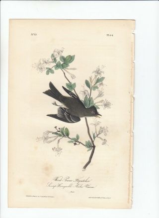 Rare Audubon 8vo Birds Of America 1st Ed Print 1840: Wood - Pewee Flycatcher 64