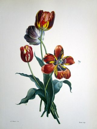 " The Tulip " Bouguet Bouguet By Jean Louis Prevost Vintage 30s