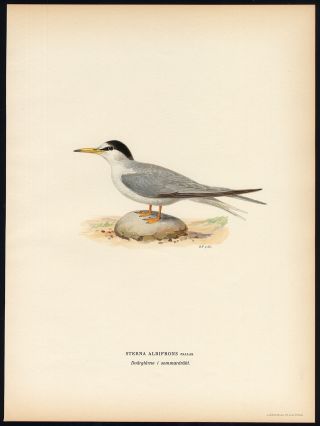 Antique Print - Sterna Albifrons - Little Tern - Von Wright - 1917