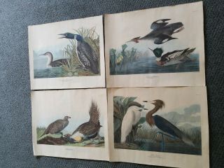 4 Bird Prints Audubon Drawn From Nature Engraved,  Printed & Colored By R.  Havell