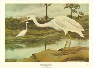 Great White Heron Bird By Rex Brasher,  Plate 192,  Vintage Print 1967