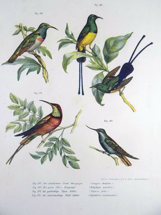 1860 Humming Birds - Early Folio Colour Lithograph Hand Finish