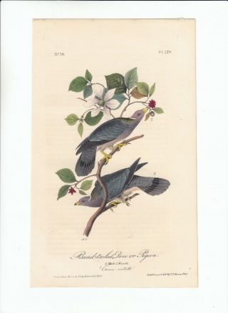 Audubon 8vo Birds Of America 1st Ed Print 1840: Band - Tailed Dove Or Pigeon 279