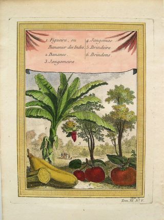 Antique Hand Colored Botanical Print: Tropical Fruit: Banana Tree: Schley 1767