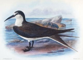 1911,  Mathews Birds Of Australia Handpainted Sooty Tern G1d