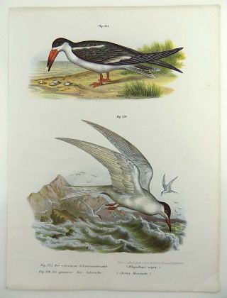 1860 Skimmers Tern Seabirds - Fitzinger Folio Color Lithograph Hand Finish