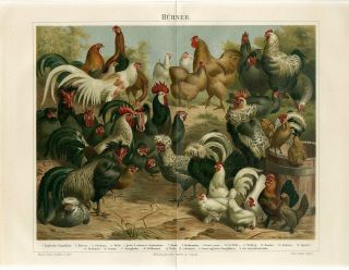 1895 Chickens Hen Rooster Breeds Birds Antique Chromolithograph Print