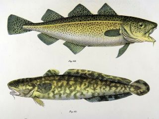 1860 Trout Cod Rockling - Fitzinger Folio Color Lithograph Hand Finish