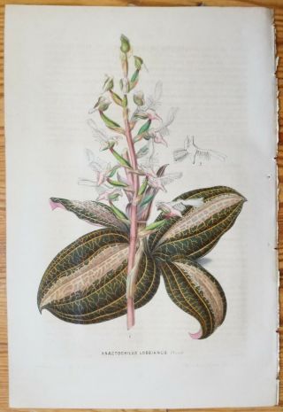 Van Houtte Garden Flowers Orchid Anoectochilus 1849 (ns)