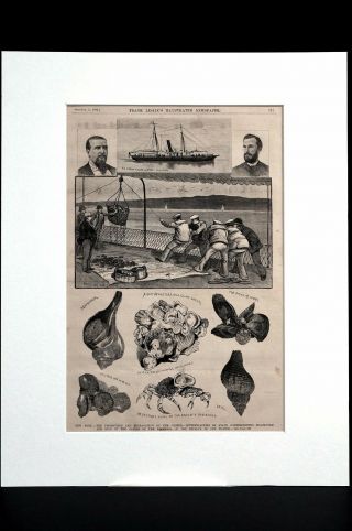 Oyster Propagation 1884 COMMISSONERS RICE and BLACKFORD CLAMS SPIDER CRAB Print 2