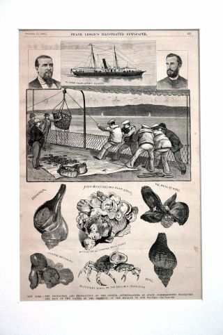 Oyster Propagation 1884 COMMISSONERS RICE and BLACKFORD CLAMS SPIDER CRAB Print 3