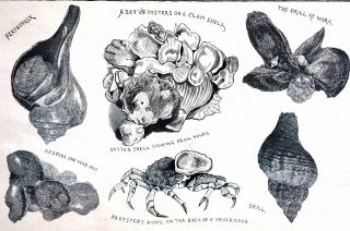 Oyster Propagation 1884 COMMISSONERS RICE and BLACKFORD CLAMS SPIDER CRAB Print 6