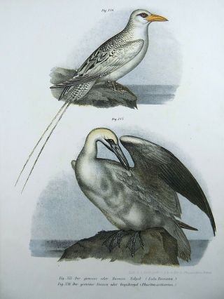 1860 Gannet Tropicbird Seabirds - Fitzinger Folio Color Lithograph Hand Finish