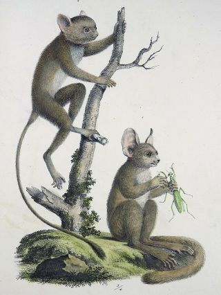 1824 Bush Babies - Brodtmann Hand Colored Folio Lithography