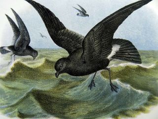 1860 Petrel Procellaria Seabirds - Fitzinger Folio Color Lithograph Hand Finish