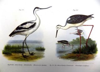 1860 WADERS Waterbirds - FITZINGER FOLIO color lithograph hand finish 2