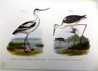 1860 WADERS Waterbirds - FITZINGER FOLIO color lithograph hand finish 3