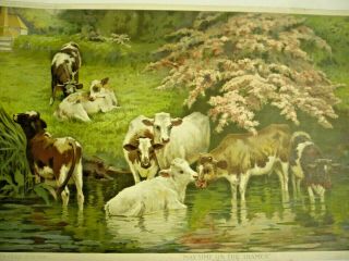 Vintage Antique Litho Print Cows " May Time On The Thames ",  1895 Knapp Litho