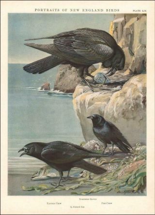 Eastern Crow,  Northern Raven,  Fish Crow By Louis A Fuertes,  Vintage Print 1932