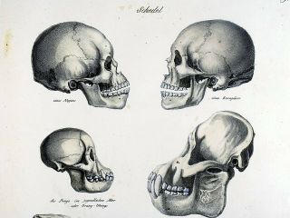 1824 Comparative Skulls - K.  J.  Brodtmann Hand Colored Folio Stone Lithograph