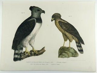 1860 American Eagle - Fitzinger FOLIO colour lithograph hand finish 2