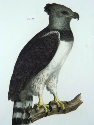 1860 American Eagle - Fitzinger FOLIO colour lithograph hand finish 3