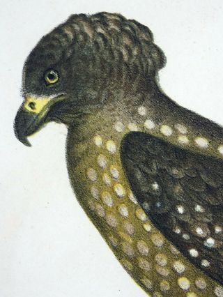 1860 American Eagle - Fitzinger FOLIO colour lithograph hand finish 5
